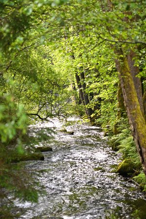 Die Eyach in Nähe der Eyachmühle bei Dobel (G. Franke, 11.06.2024)