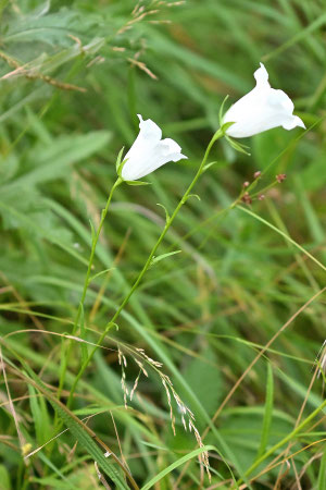 Pfirsichblättrige Glockenblume - Campanula persicifolia; Waldwegrand bei Karlsbad-Spielberg (G. Franke, 30.06.2025)