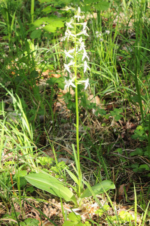 Weiße Waldhyazinthe - Platanthera bifolia; bei Keltern (G. Franke, 23.05.2017)