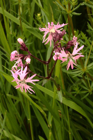 Kuckucks-Lichtnelke - Lychnis flos-cuculi; Wiese südlich von Spielberg (G. Franke, 14.05.2023)