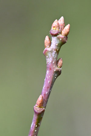 Stieleiche - Quercus robur; Waldwegrand in Nähe alte Deponie bei Karlsbad-Ittersbach (G. Franke, 04.01.2025)