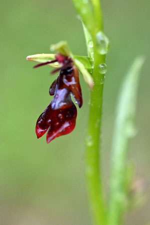 Fliegen-Ragwurz - Ophrys insectifera; bei Keltern (G. Franke, 16.04.2024)