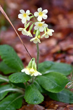 Hohe Schlüsselblume - Primula elatior; bewachsene Waldschneise bei Karlsbad-Ittersbach (G. Franke, 13.03.2024)