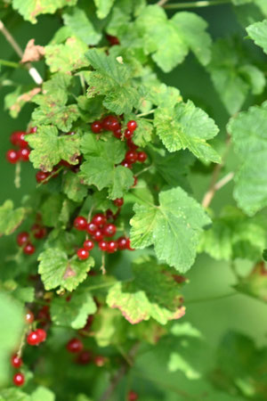 die Beeren der Roten Johannisbeere sind reif (G. Franke, 23.06.2025)