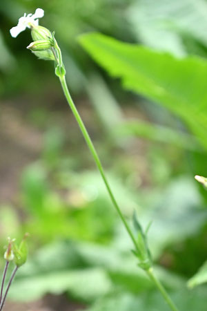 Weiße Lichtnelke - Silene latifolia; bei Karlsbad-Spielberg (G. Franke, 21.05.2025)