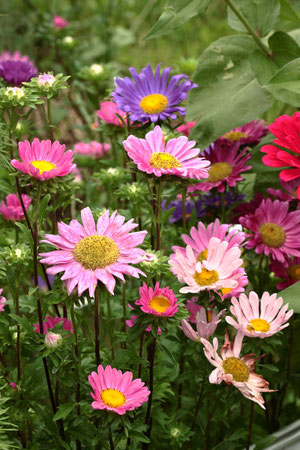 Sommerastern - Spätsommer im Garten (G. Franke, 26.08.2023)