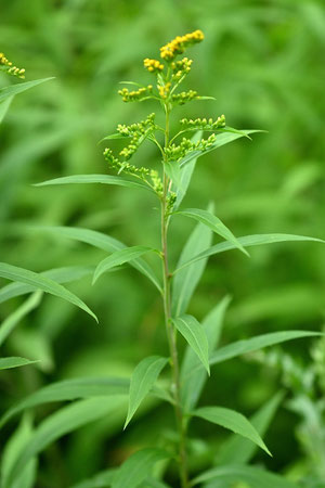 Solidago gigantea; bei Karlsbad-Ittersbach (G. Franke, 16.07.2024)