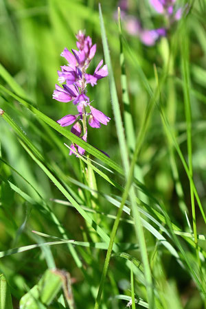 Schopf-Kreuzblümchen - Polygala comosa; bei Keltern (G. Franke, 11.05.2025)