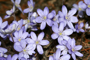 Hepatica nobils (Foto: NABU)