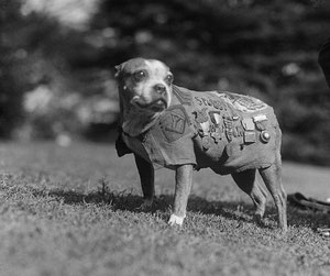 Sergent STUBBY, chien héroique et illustre de 14/18