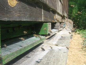 Bienen beim Anflug