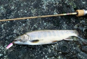 Iwana (Japanese Char) 30cm with “Sakura Trouter” (carbon graphite lure rod) 6ft L and “Answer” spoon of 2.5g.
