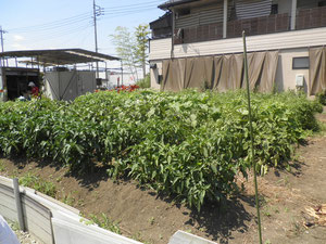 NPO法人甘楽トラストの富岡市内の畑（撮影2012年夏）