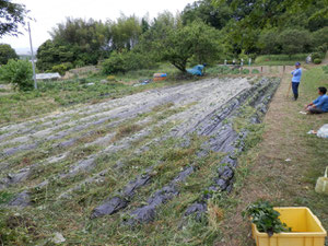 畝傍山西麓　県有地　サツマイモ畑