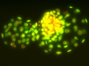 ウシ初期胚のヒストンH3アセチル化状態