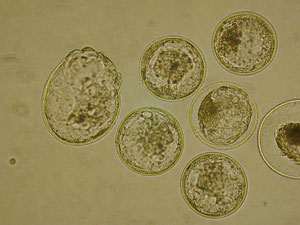 ウシの胚盤胞期胚