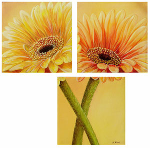 Gerbera, Triptychon je 30x30, Öl auf Leinwand, Keilrahmen