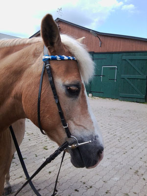 Stirnriemen weiß,blau aus Polypropylen Preis 12,-