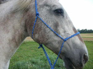 Knotenhalfter in blau mit gelb Preis 9,-