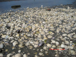 Abgestorbene Muscheln im Watt bei Nordstrandischmoor