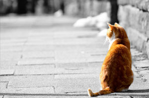 猫の画像(後姿)