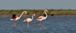 Flamant rose - Saintes-Maries-de-La-Mer (13) - 02/05/2012