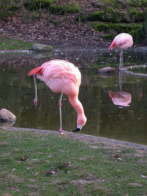 Flamant du Chili - Zoo du bois de St-Pierre (86) - 28/12/2003