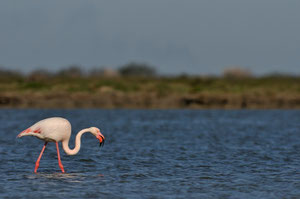 Flamant rose - Saintes-Maries-de-La-Mer (13) - 02/05/2012