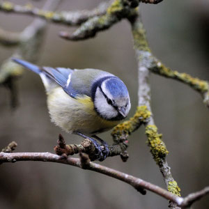 Mésange bleue - Buxerolles (86) - 24/01/2013