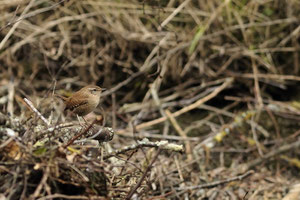 Troglodyte mignon - Thiat (87) - Mars 2010