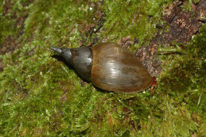 Lymnaea stagnalis - La Puye (86) - 17/09/2006