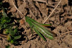 Criquet tricolore - Pressac (86) - 16/09/2012