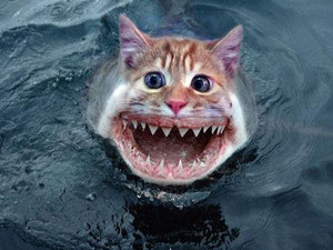 Nuovo PesceGatto