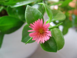 Blümchen für Elira