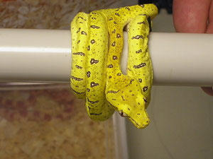 testbild