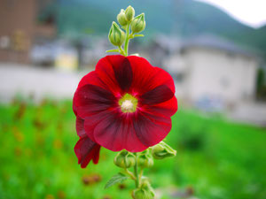 あおいがてっぺんまで咲いたら梅雨があけるそうです(*^_^*)