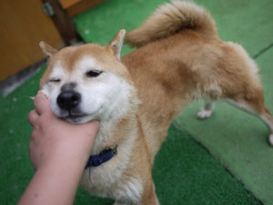 ももちゃんもお父さんが会いに来てくれているね!
