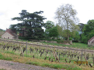 vigne haute                      et vigne basse