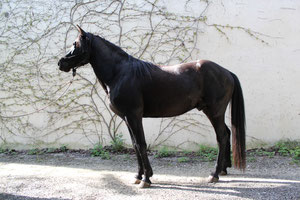 dusty mountain ranch rocky mountain horse montpellier france etalon chaval hongre jument poulain pouliche chevaux noir chocolat taffy à vendre vente vends prix tarif saillie naissance tolt gait amble