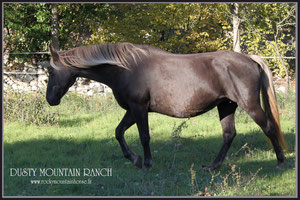 rocky mountain horse france