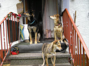Rex, Baffy, Alina