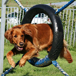Hundeschule DreamTeam Plausch Agility Golden Retriever Bergfexn's Assya Sprung durch Reifen