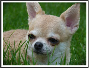 femelle chihuahua résultat exposition canine