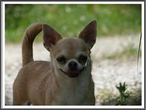 femelle chihuahua résultat exposition canine