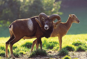 Muffelwidder mit Schaf, Quelle: wildundfreizeitpark.de