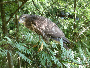 Mäusebussard flugfähig und ausgewildert
