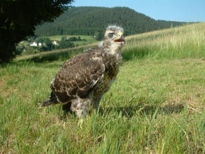 Mäusebussard fast flügge