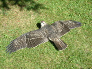 Mäusebussard beim Sonnenbaden
