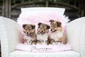 sheltiesofdremys Webseite!