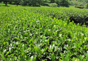 空に向かってグンっと伸びる茶葉。元気いっぱい。